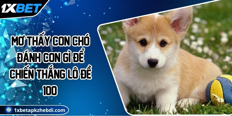 Mơ thấy con chó đánh con gì để chiến thắng lô đề 100%?