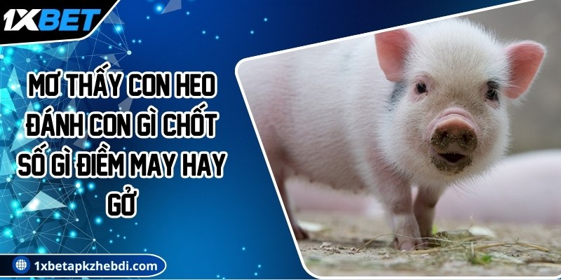 Mơ thấy con heo đánh con gì? Chốt số gì? Điềm may hay gở?